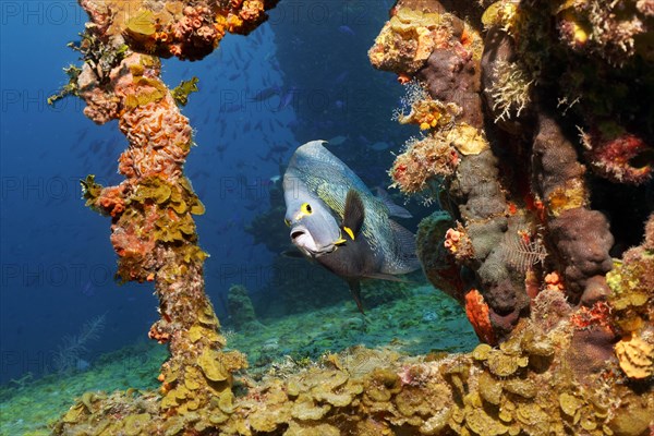 French Angelfish (Pomacanthus paru) swimming around shipwreck