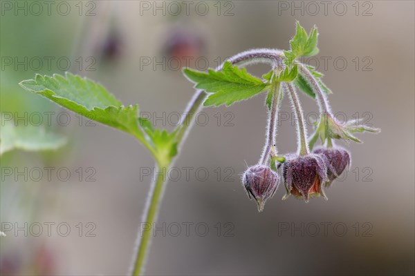 Bach clovewort (Geum rivale)