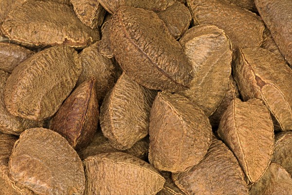 Brazil nut (Bertholletia excelsa)