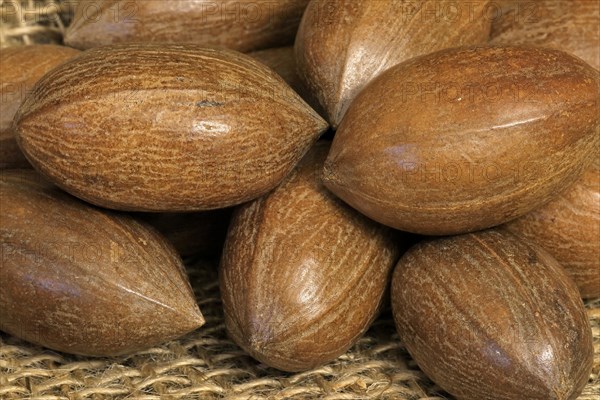 Pecan (Carya illinoinensis)