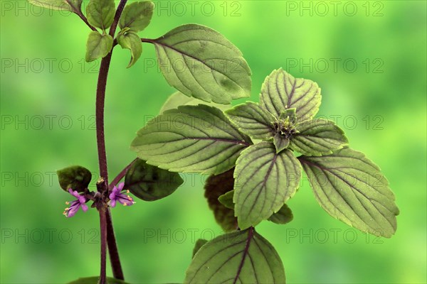Shrub Basil (Ocimum basilicum) Magic Blue (Magic Blue)