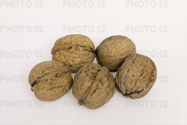 Persian walnut (Juglans regia)