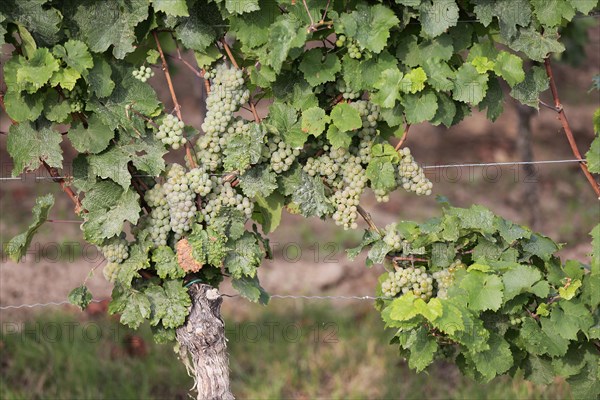 Grape vine (Vitis vinifera)