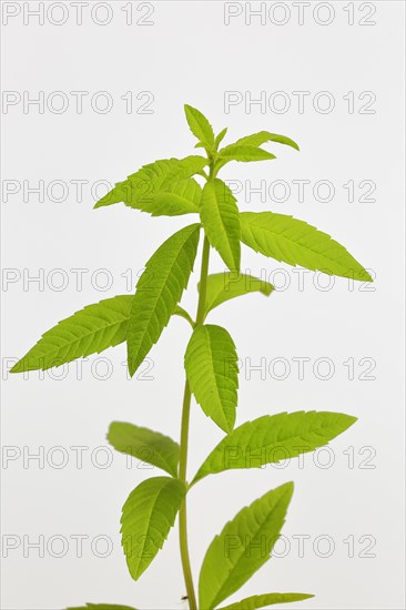 Lemon verbena (Aloysia triphylla)