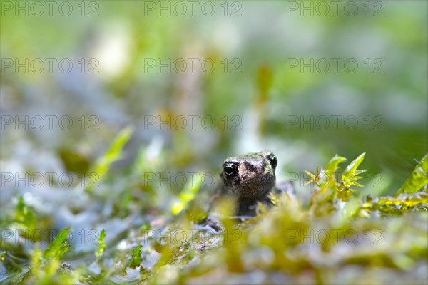 Common toad (Bufo bufo)