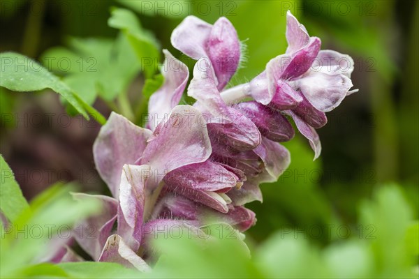 Common toothwort (Lathraea squamaria)