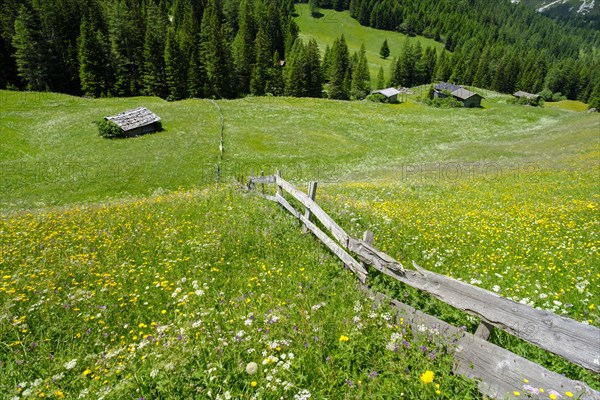 Alpine meadows of the Oberreinsalm