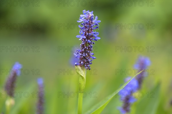 Flower of heart-leaved pikewort (Pontederia cordata)