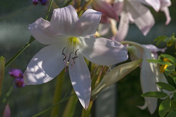 Belladonna lily (Amaryllis belladonna)