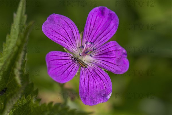 Flower of the blood-red Bloody cranesbill (Geranium sanguineum) with a beetle