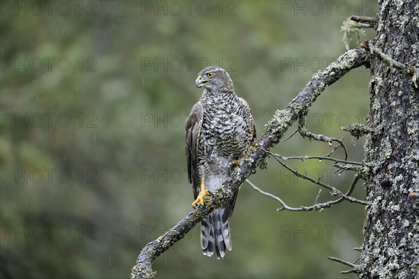 Northern goshawk (Accipiter gentilis)