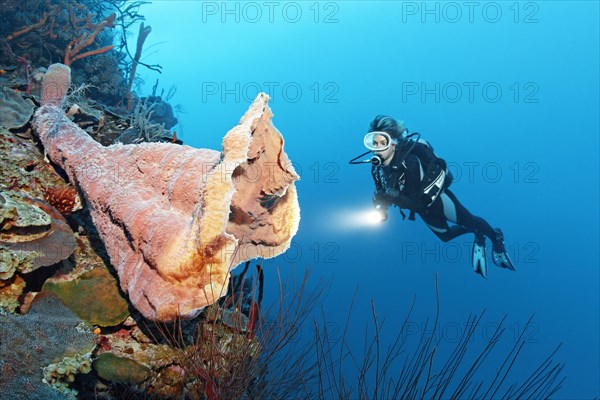 Diver looking at large pink vase sponge (Niphates digitalis)