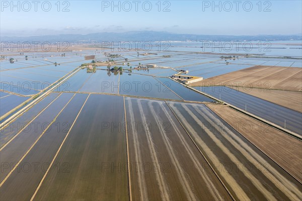 Flooded rice fields in May