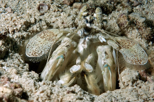 Zebra mantis shrimp (Lysiosquillina maculata) at the entrance to its home cave dwelling