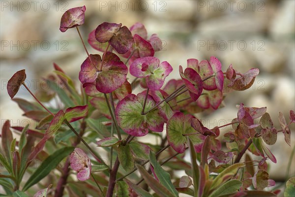 Leaves of the almond-leaved Wood Spurge (Euphorbia amygdaloides)