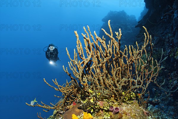 Diver on coral reef wall looking at green finger sponge (Lotrochota birotulata) with colonies of golden zoanthid (Parazoanthus swiftii)