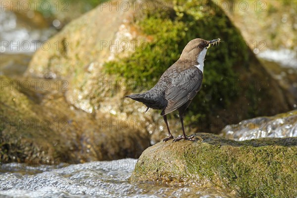 White breasted dipper (Cinclus cinclus) Old bird with stream fleas (Gammarus fossarum) in mountain stream