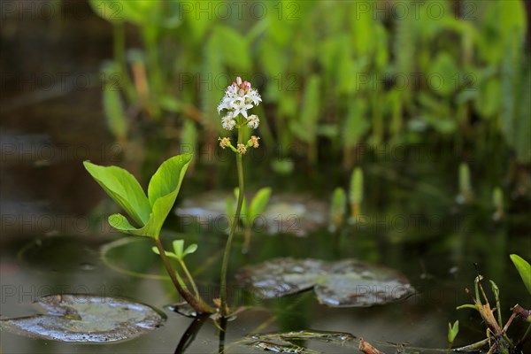 Bog bean (Menyanthes trifoliata)