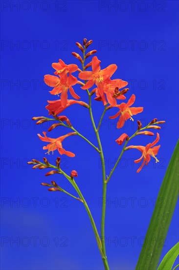 Montbretia (Crocosmia x crocosmiiflora)