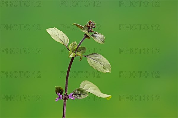 Shrub Basil (Ocimum basilicum) Magic Blue (Magic Blue)