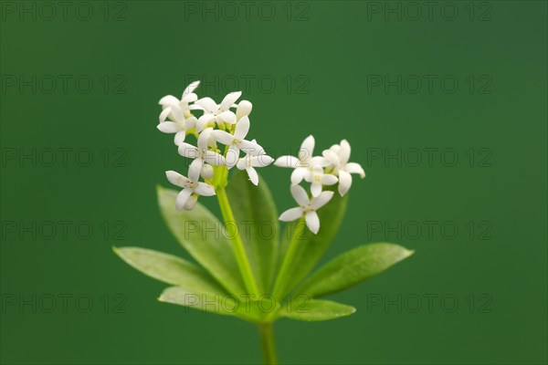 Woodruff (Asperula odorata)