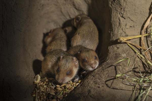 European Hamster