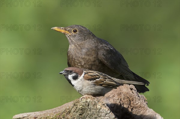 Female Blackbird