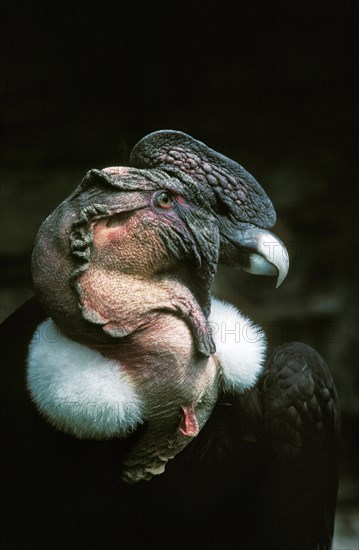 Andean Condor