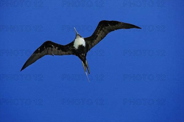 GREAT FRIGATEBIRD