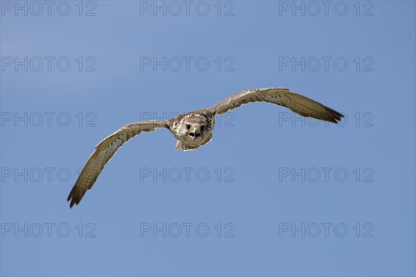 Saker falcon