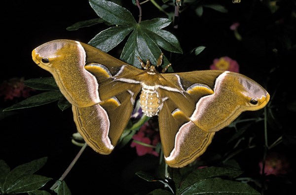 Ailanthus Silk Moth