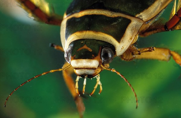 Great diving beetle