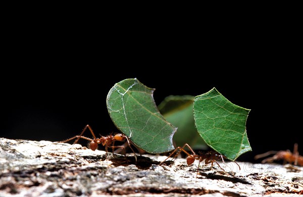 Leaf-Cutter Ant