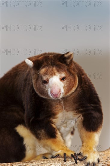 Matschie's tree kangaroo