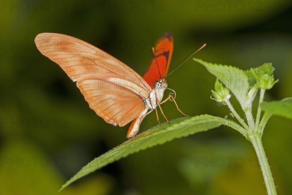 Julia butterfly