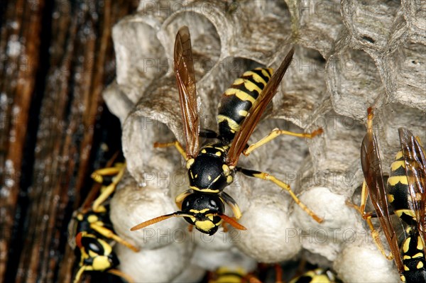 Common Wasp