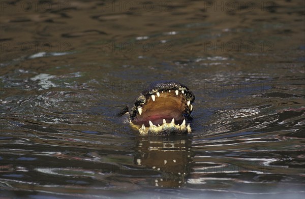 AMERICAN ALLIGATOR alligator mississipiensis