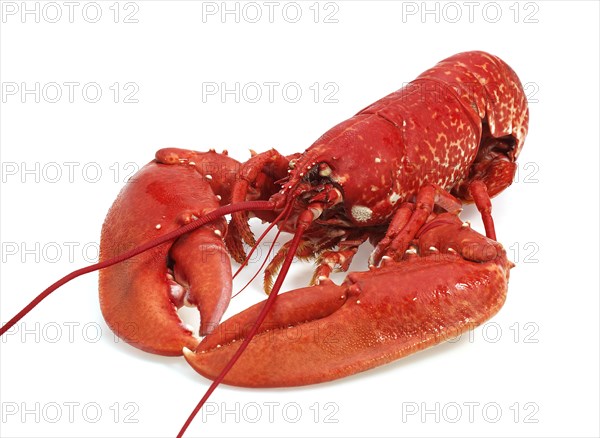 Lobster