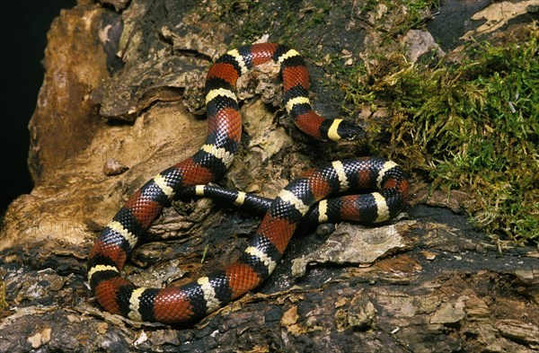 Mexican milk snake