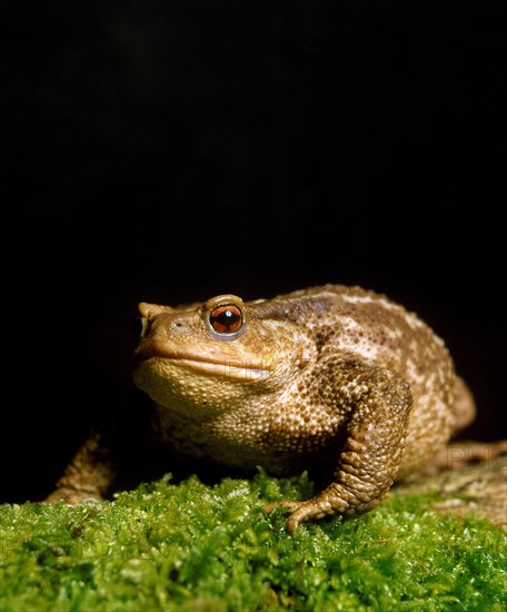 Common toad