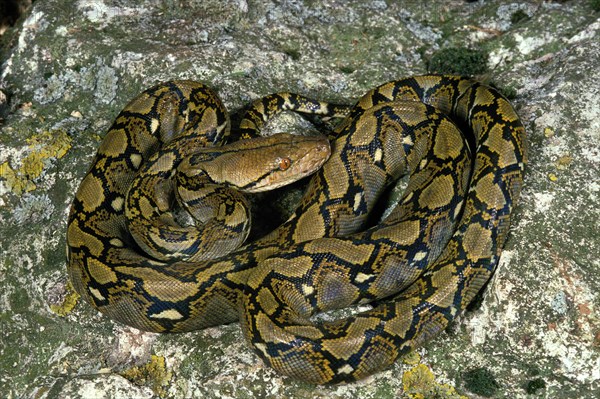 Reticulated python