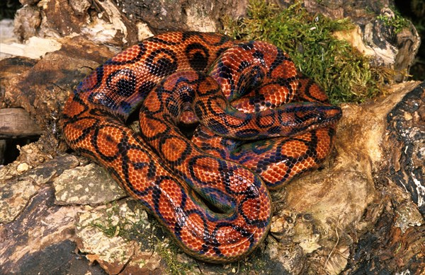 Rainbow boa