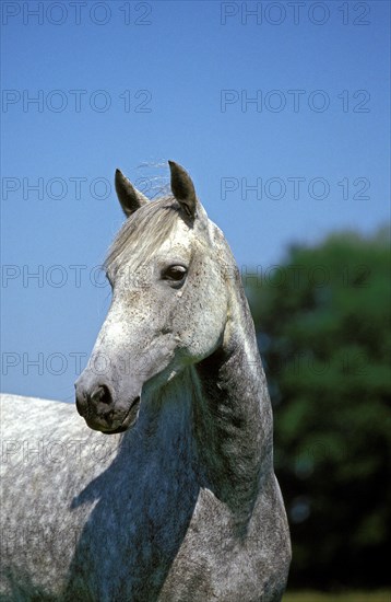 Lusitano horse