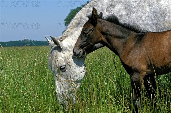 Lusitano horse