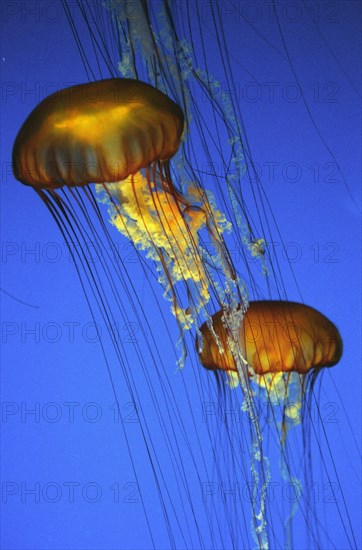 Purple-Stripped Jellyfish