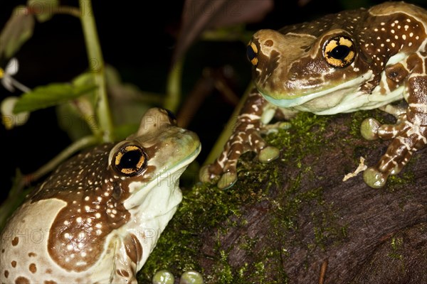 Amazon Milk Frog