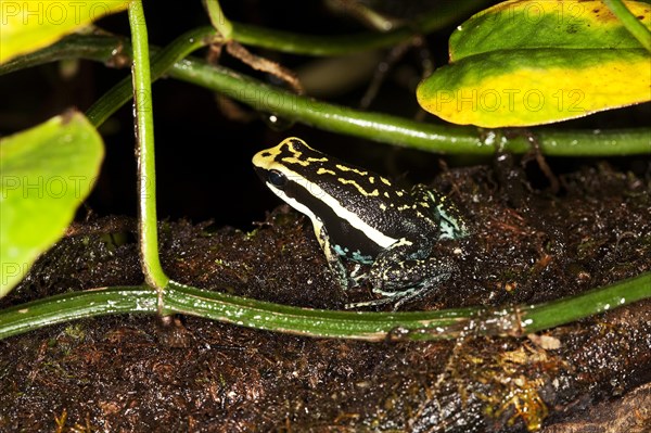 PLEASING POISON FROG epipedobates bassleri