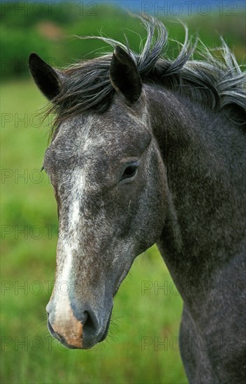 Lipizzaner horse