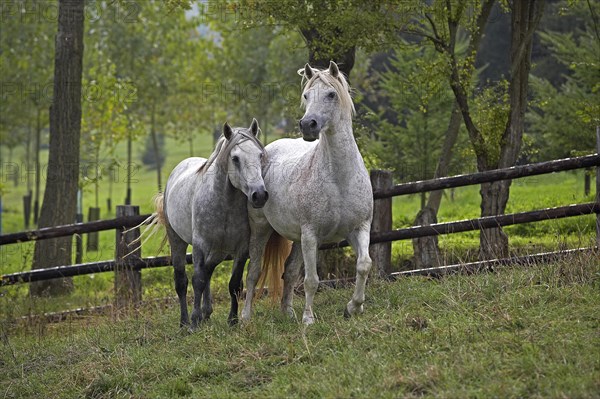 Connemara pony