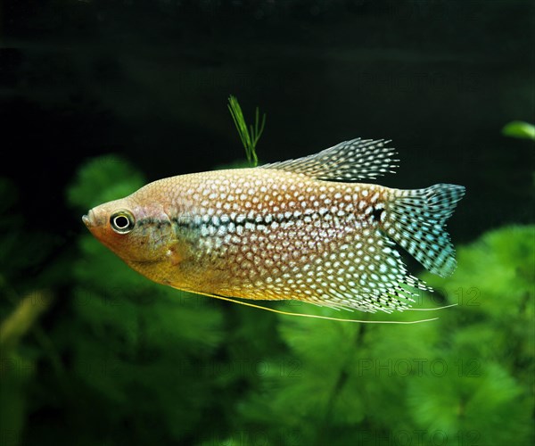 Mosaic gourami